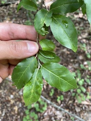 Elaeagnus umbellata