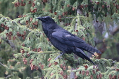 Corvus corax principalis