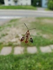 Synanthedon acerrubri