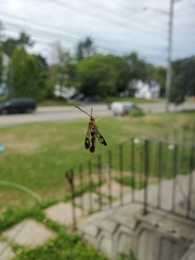 Synanthedon acerrubri