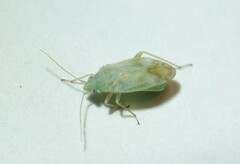 Megalocoleus molliculus