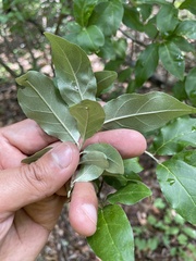 Elaeagnus umbellata