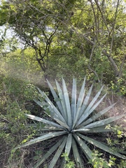 Agave collina