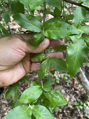 Elaeagnus umbellata