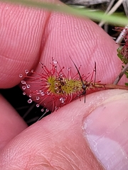 Drosera anglica