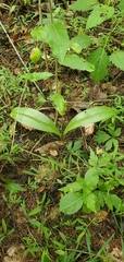 Liparis loeselii