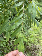 Rhus glabra
