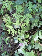 Geranium robertianum