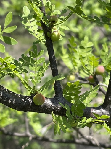 Bursera aptera Ramírez