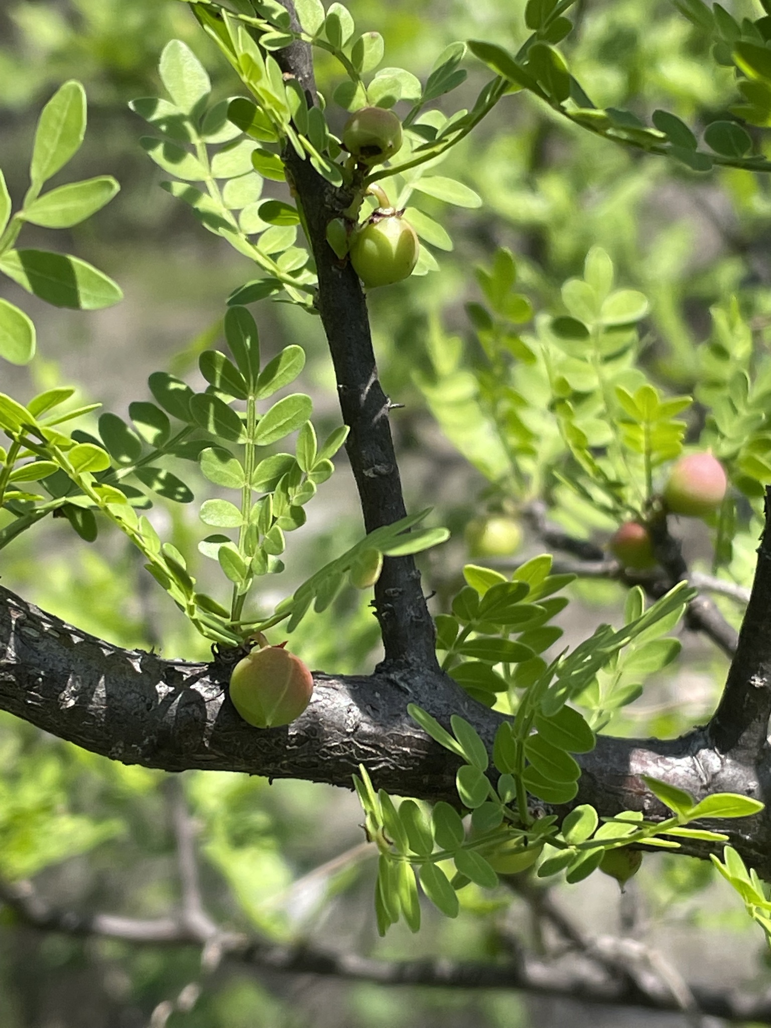 Bursera aptera