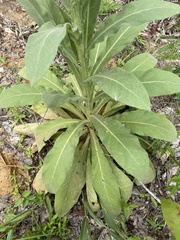 Verbascum thapsus