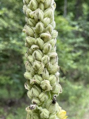 Verbascum thapsus