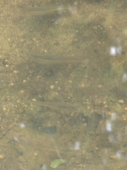 Pimephales notatus
