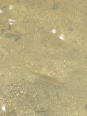 Pimephales notatus