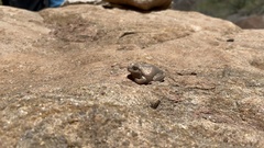 Hyla arenicolor