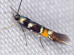 Cosmopterix molybdina