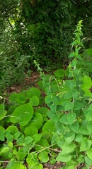 Scutellaria altissima