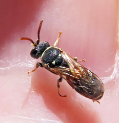 Hylaeus variegatus