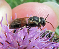 Hylaeus variegatus