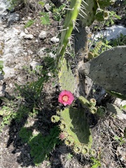 Opuntia depressa, photograph (c) Rafael Cano, some rights reserved (CC BY)