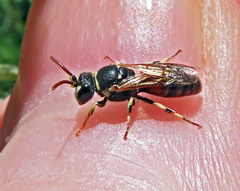 Hylaeus variegatus