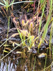 Drosera anglica