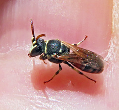Hylaeus variegatus