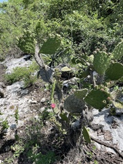 Opuntia depressa, photograph (c) Rafael Cano, some rights reserved (CC BY)