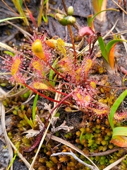 Drosera intermedia