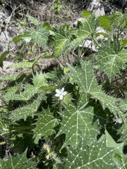 Cnidoscolus angustidens