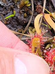 Drosera intermedia