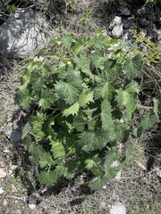 Cnidoscolus angustidens