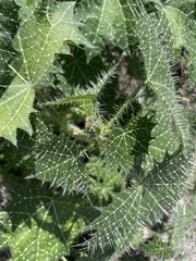 Cnidoscolus angustidens