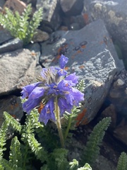 Polemonium confertum