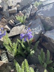 Polemonium confertum