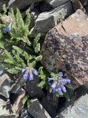 Polemonium confertum