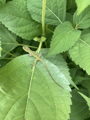 Anolis carolinensis
