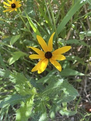 Rudbeckia hirta