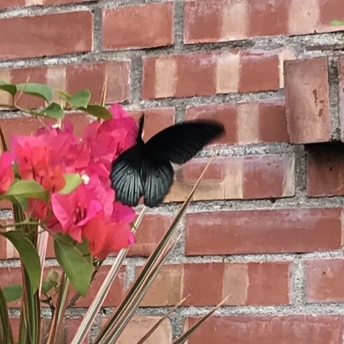 Photo of Great Mormon (Papilio agenor)