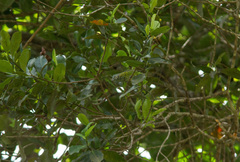 Ixothraupis punctata