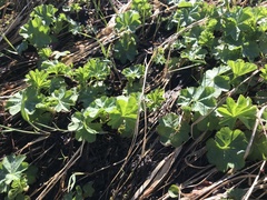 Alchemilla glomerulans