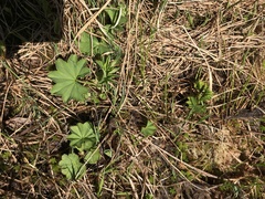 Alchemilla glomerulans