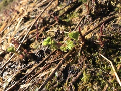Alchemilla glomerulans