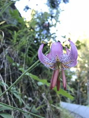 Lilium kelloggii