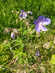 Geranium pratense