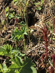 Alchemilla glomerulans