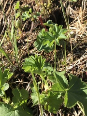 Alchemilla glomerulans