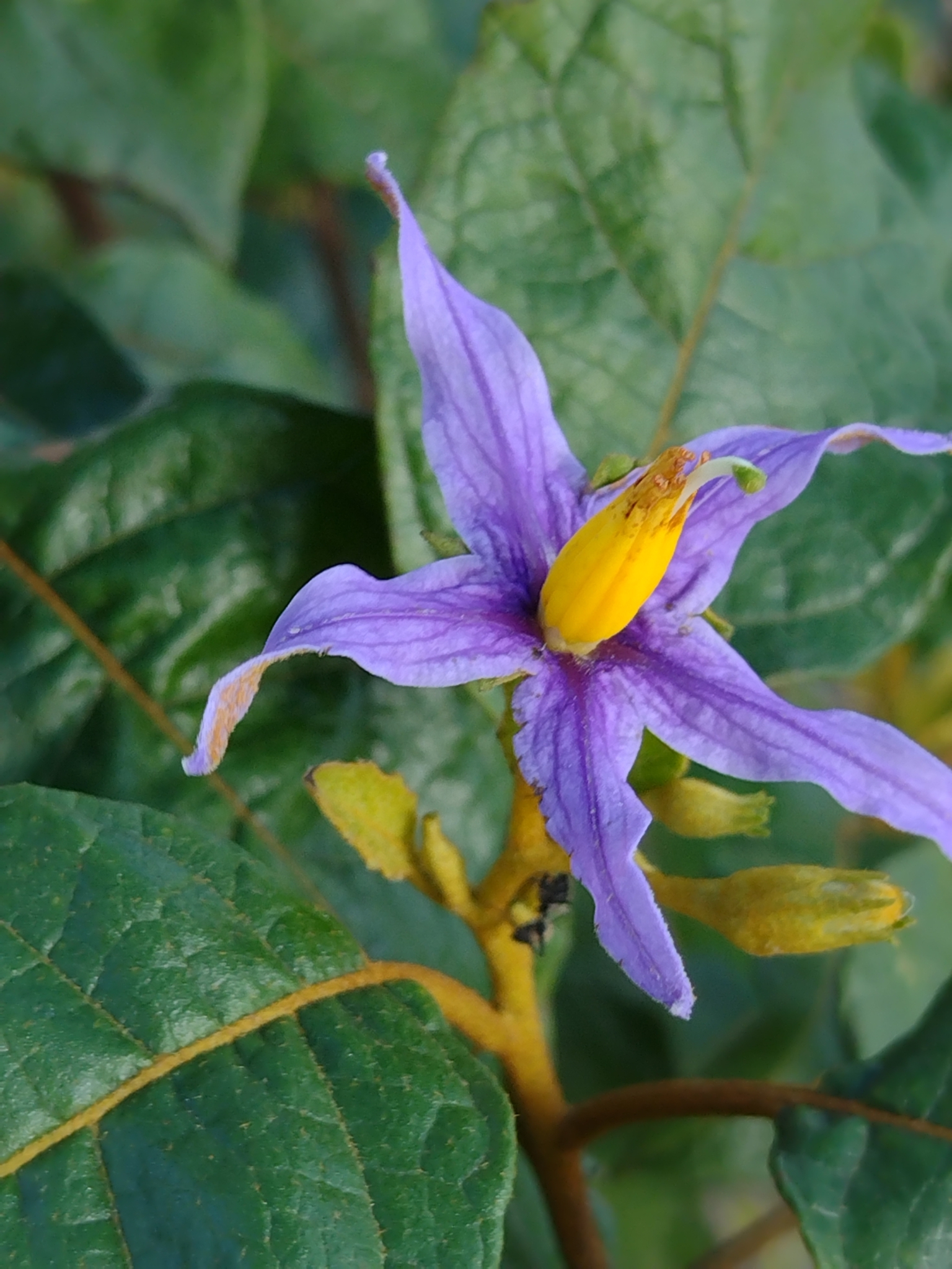 Solanum paludosum