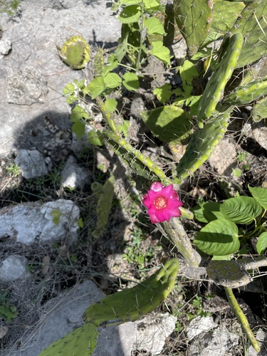 Opuntia depressa, photograph 4