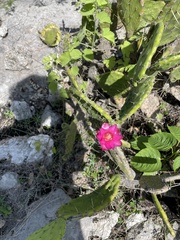 Opuntia depressa, photograph (c) Rafael Cano, some rights reserved (CC BY)